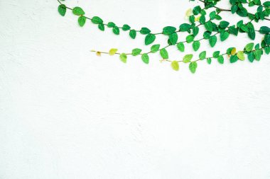 sarmaşık yaprakları beyaz arkaplanda izole edilmiş