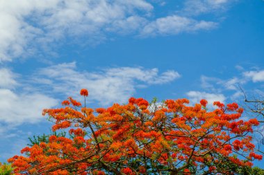 güzel tavuskuşu çiçekler ile mavi gök, Tayland