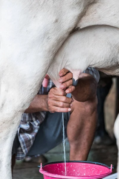 The milkmaid in farm by milking machine — Stock Photo, Image