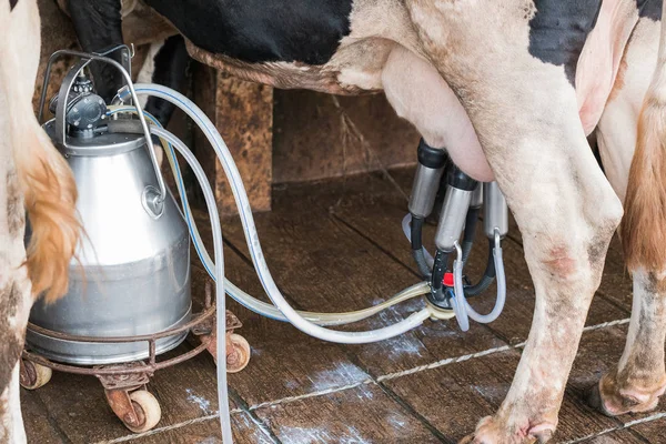 搾乳機でファームの牛乳を注ぐ女 — ストック写真