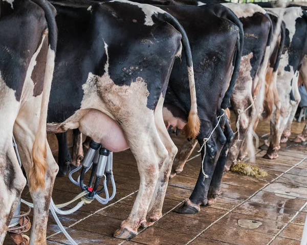 A farm által fejőgép fejőlány — Stock Fotó