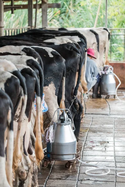 The milkmaid in farm by milking machine — Stock Photo, Image