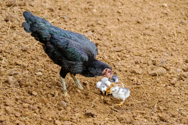 Kvinna kämpar kuk och kycklingar äter mat — Stockfoto