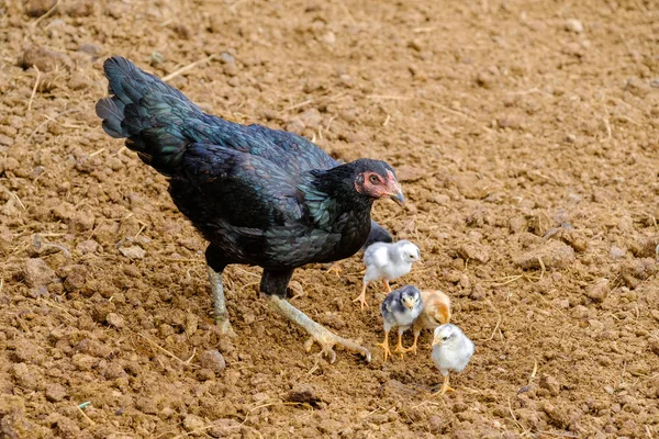 Kvinna kämpar kuk och kycklingar äter mat — Stockfoto