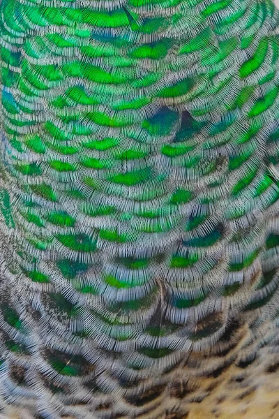 Piume di pavone indiano che mostrano modelli, texture e vibrante y — Foto Stock