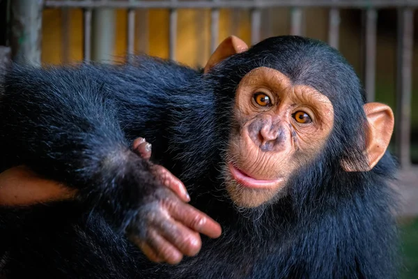 Chimpanzee in the Zoo — Stock Photo, Image