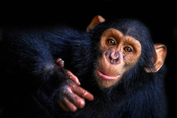 Chimpanzé no zoológico — Fotografia de Stock
