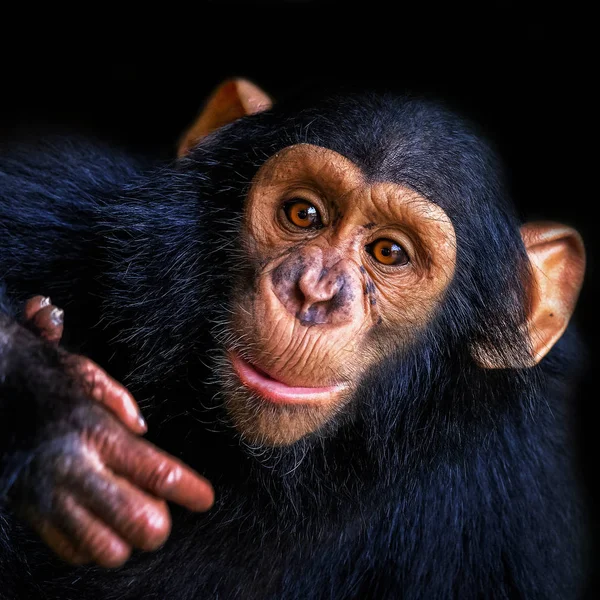 Hayvanat bahçesindeki şempanze. — Stok fotoğraf