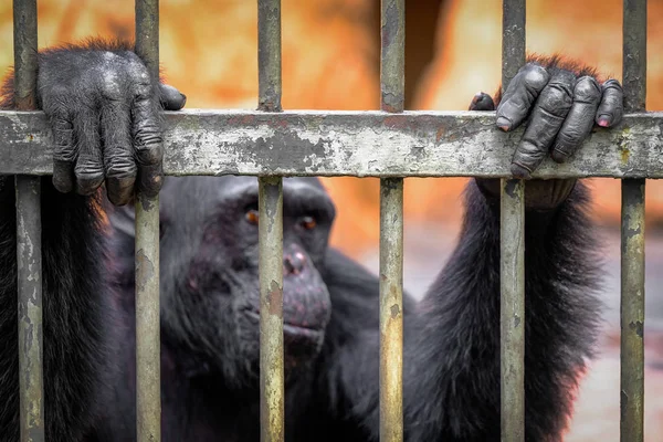 Opice v Zoo — Stock fotografie