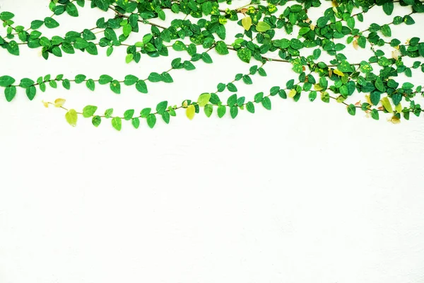 하얀 배경에 따로 떨어져 있는 백색광의 잎 — 스톡 사진