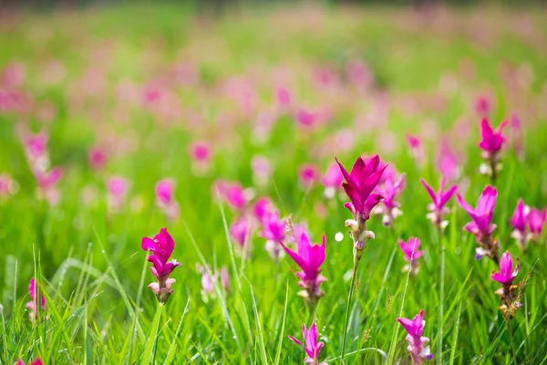 Natural Siam Tulips in the mist at the forest of Thailand — Stock Photo, Image