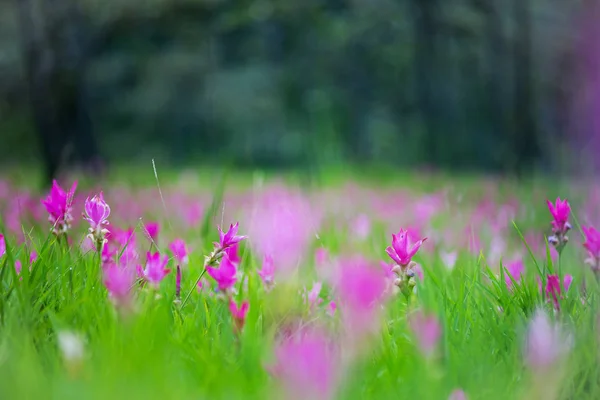 Natural Siam Tulips in the mist at the forest of Thailand — Stock Photo, Image