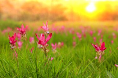 Siam Lale güneş doğarken Sai tanga Milli Park alanları.