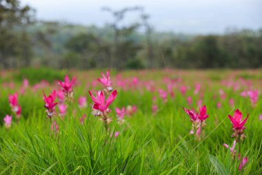 Siam Lale Sai tanga Milli Park alanları.
