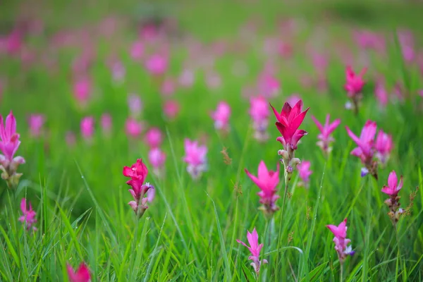 Siam tulip fields Sai Thong National Park. — Stock Photo, Image