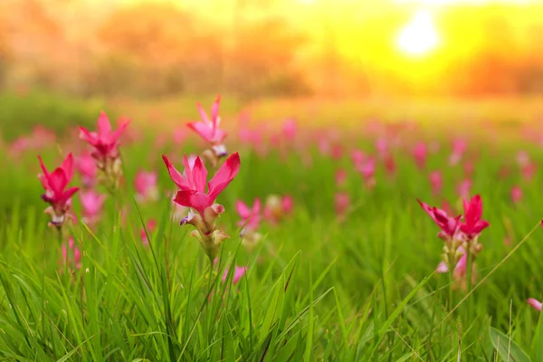 Soluppgång vid Siam tulip fält Sai Thong National Park. — Stockfoto