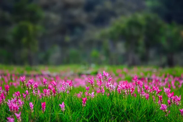 Siam tulip fields Sai Thong National Park. — Stock Photo, Image