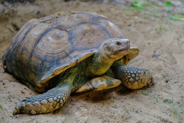 Yakın çekim ayrıntılı bir Afrika mahmuzlu kaplumbağası (Centrochelys sulc