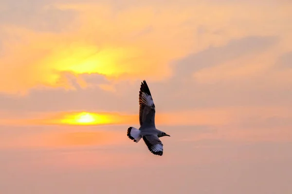 Beautiful seagull and sea with sunset. — Stock Photo, Image