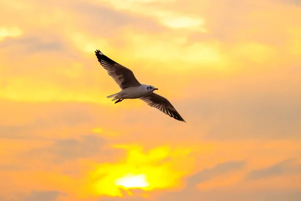 Beautiful seagull and sea with sunset. — Stock Photo, Image