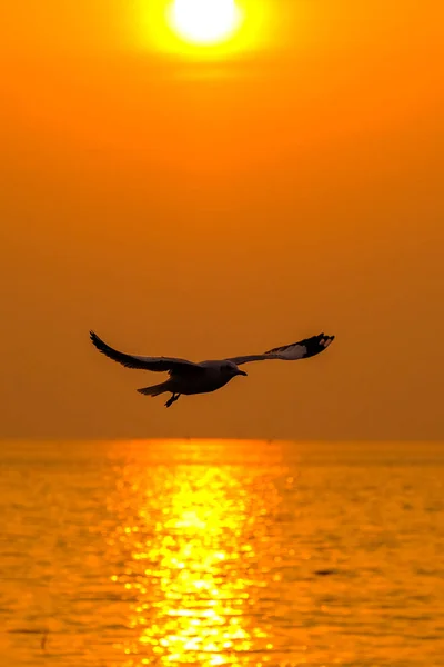 Hermosa gaviota y mar con puesta de sol . — Foto de Stock