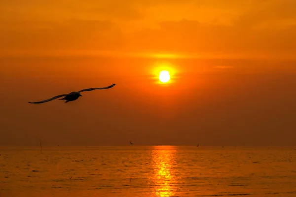 Hermosa gaviota y mar con puesta de sol . — Foto de Stock