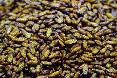 Asya ülkelerinde çerez olarak solucan.