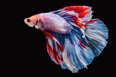 Siyam savaşçısı balıklar siyah arkaplanda izole edilmiş..