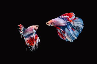 Siyam savaşçısı balıklar siyah arkaplanda izole edilmiş..