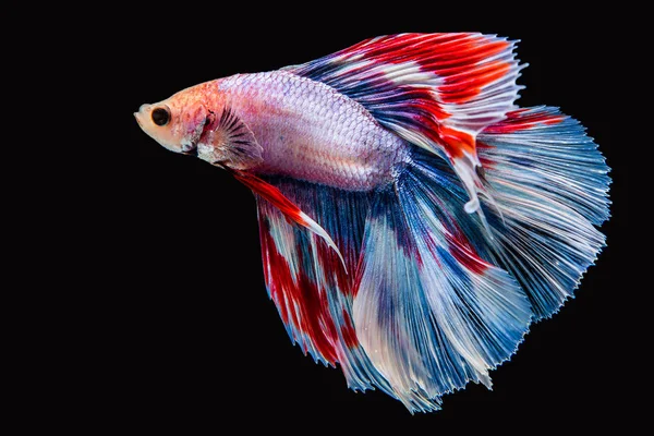 Siyam savaşçısı balıklar siyah arkaplanda izole edilmiş..