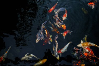 Süslü sazan havuzda yüzüyor, Süslü sazan balığı altın renginde.,