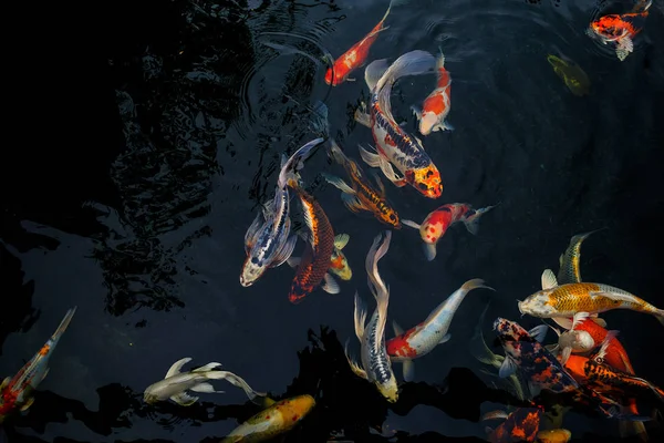 Fancy Carp swimming in the pond, Fancy Carp are golden,