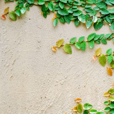 Ivy adanın bir tuğla duvar arka plan üzerinde bırakır..