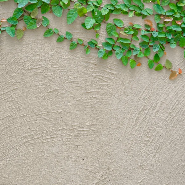 Ivy deja la isla sobre un fondo de pared de ladrillo . — Foto de Stock