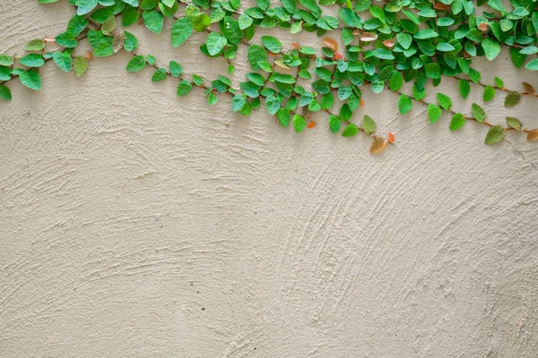 Ivy deja la isla sobre un fondo de pared de ladrillo . — Foto de Stock