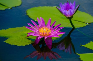 Bu güzel nilüfer veya lotus çiçek tarafından iltifat 