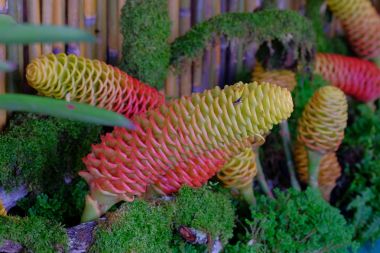 Zingiberaceae çiçekler kırmızı renk.