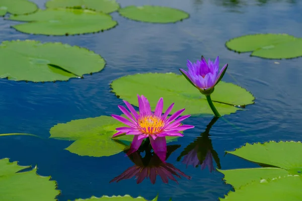 Esta bela flor de lírio ou lótus é complementada pelo — Fotografia de Stock