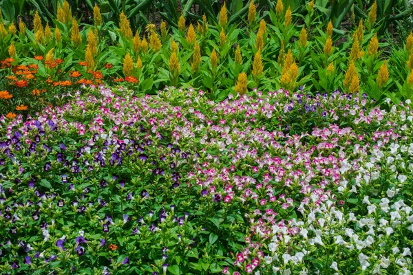 Красивый ухоженный цветочный сад с красочными — стоковое фото