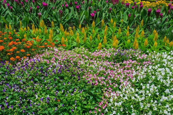 Красивый ухоженный цветочный сад с красочными — стоковое фото