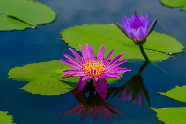 Cette belle fleur de nénuphar ou lotus est complétée par la — Photo