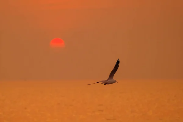 Escena tranquila con gaviota volando al atardecer — Foto de Stock