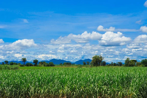 Sugarcane field in blue sky and white cloud in Thailand. — Stock Photo, Image