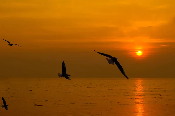 Rolig scene med måge flyvende ved solnedgang - Stock-foto