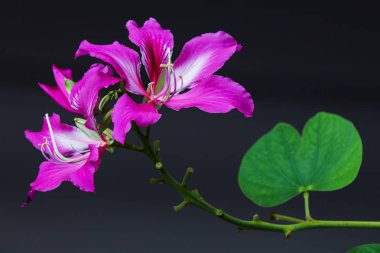 Bauhima purpurea linn leguminosae pembe kırmızı ya da pembe.