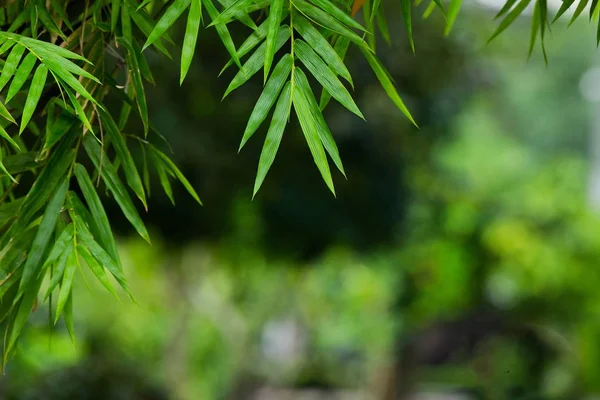 Closeup nature view of green leaf in garden at summer under sunl — Stock Photo, Image