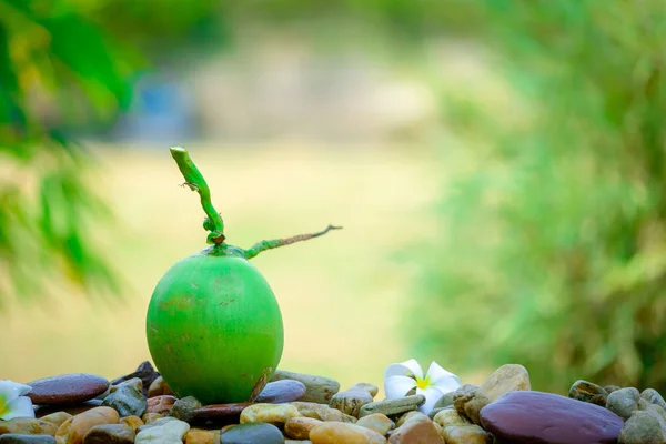 Fresh coconut on stone isolate nature background