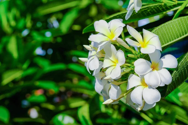 Белый франджипани или белый плюмерия цветы на дереве — стоковое фото
