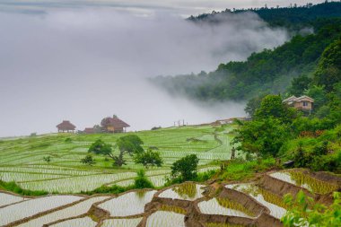 Ban Papongpieng pirinç terasları, Chiang Mai, Tayland kuzeyinde