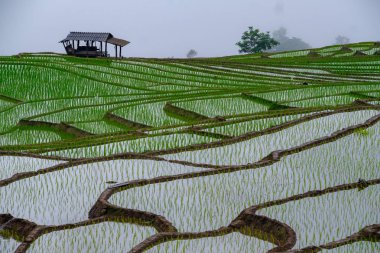 Ban Papongpieng pirinç terasları, Chiang Mai, Tayland kuzeyinde
